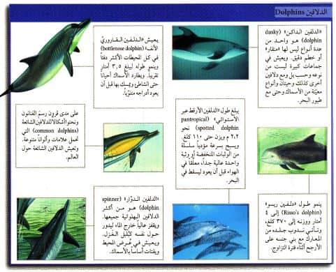 الحياة البحرية: تنوع الكائنات المائية وأهميتها البيئية