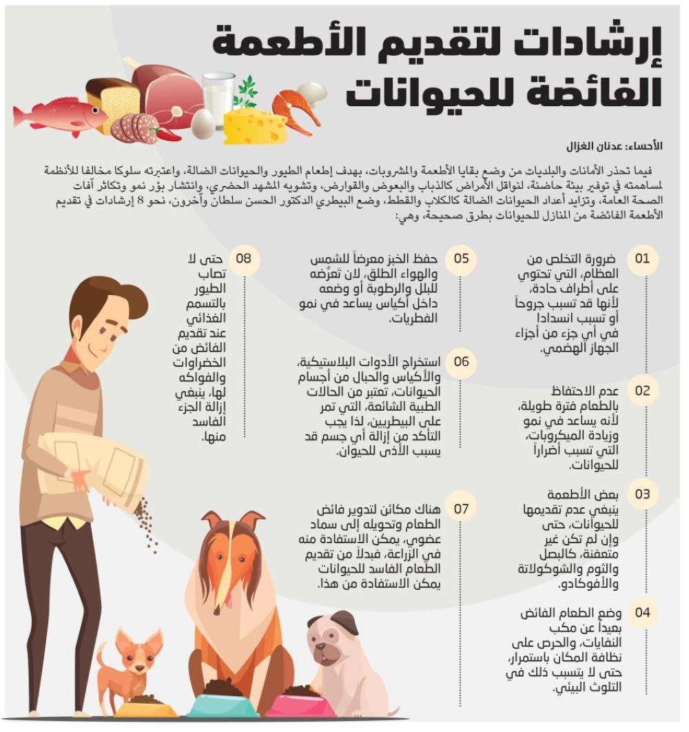 استراتيجيات فعالة لتوفير الطعام والمأوى للحيوانات الضالة