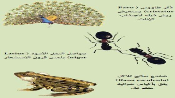 العلم وراء تواصل الحيوانات: دراسة شاملة ولافتة للنظر