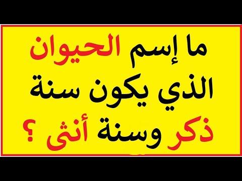 اصنع ألغازا تتحدى أذكى أصدقائك واحتفل بالفوز بخفة ظل