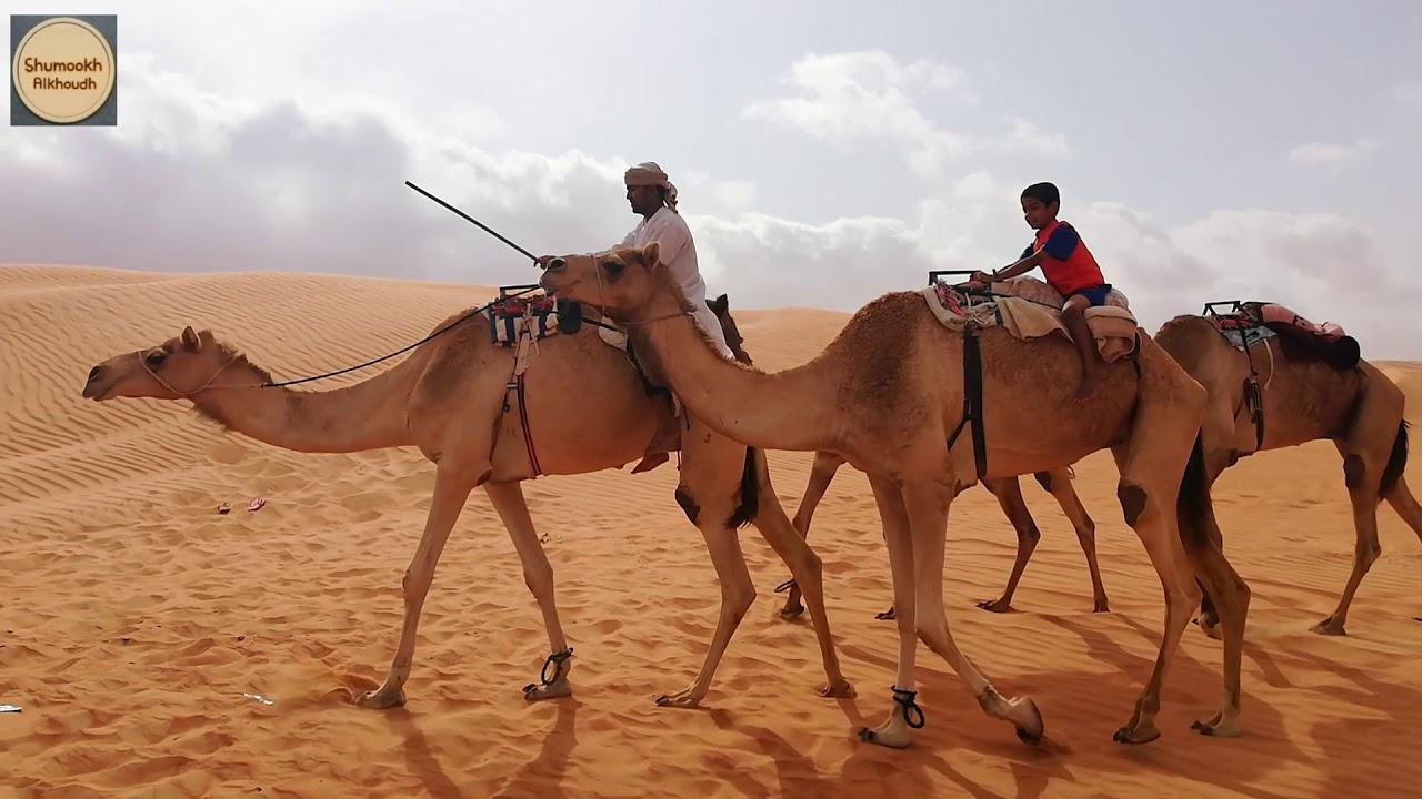 استكشاف جمال الصحراء: مناظر طبيعية تأسر القلب