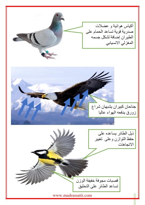 الحيوانات الطائرة: عوامل سرعتها وأهمية الديناميكا الهوائية