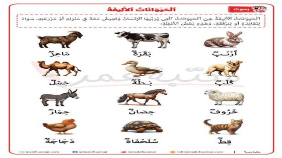 أفضل الحيوانات الأليفة للمساحات الصغيرة: خيارات مناسبة