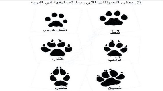 كيفية التعرف على آثار الحيوانات في الطبيعة بطريقة دقيقة