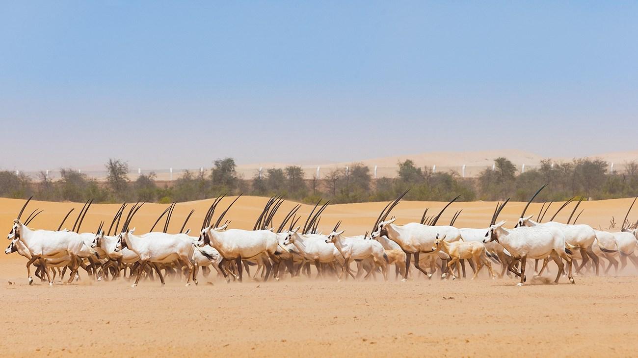 أهمية حماية الأنواع الحيوانية المهددة بالانقراض وتأثيرها على البيئة