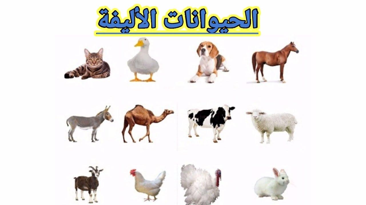 مزايا اختيار الحيوانات الأليفة المناسبة ‍للمساحات ⁣المحدودة